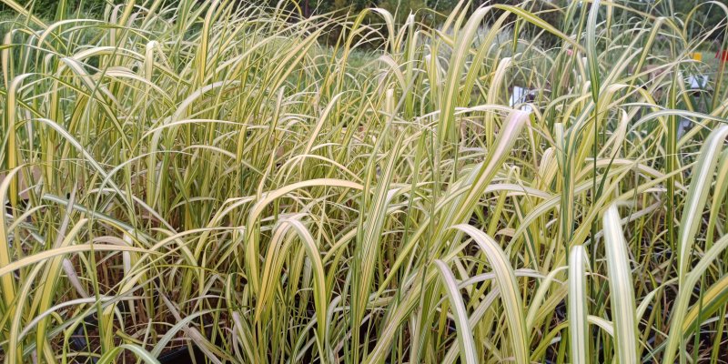 Calamagrostis x acutiflora 'England' Вейник тростниковый